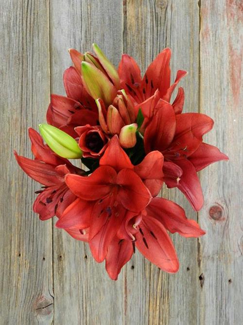 Wholesale Dynamix Red La Hybrid Lilies Delivered Online FlowerFarm